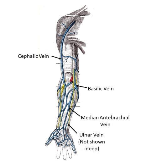 Cephalic Vein