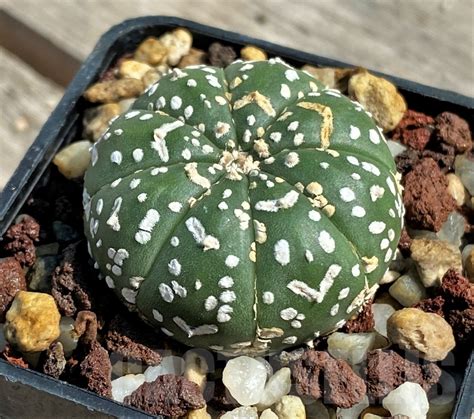 Shpr12663 Astrophytum Asterias V Type Cactus Online