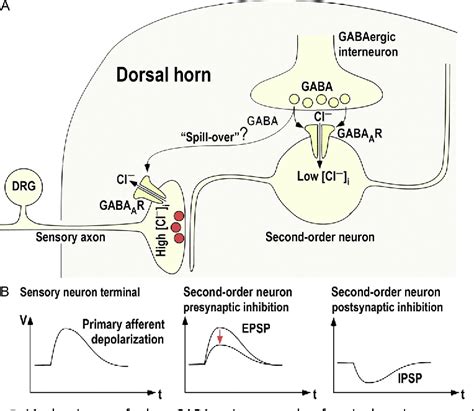 Figure From Restoring The Spinal Pain Gate Gaba A Receptors As