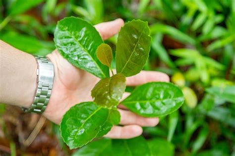 Premium Photo | Native yerba mate tree ilex paraguariensis in organic cultivation