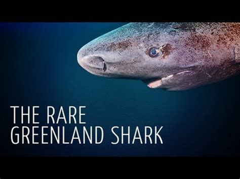 Today in Shark News — Greenland sharks eat seals. On the face of it,...