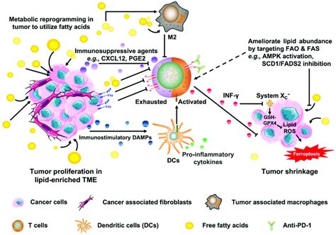 A Schematic Diagram To Illustrate The Metabolic Alternations And