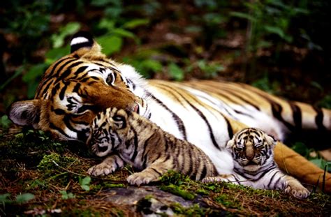 cachorro de tigre y madre bebé tigre fondo de pantalla 1472x967