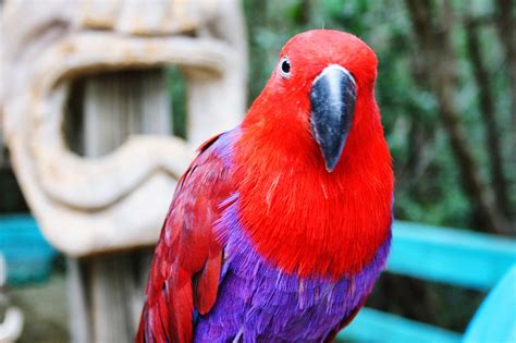 top red birds    pets