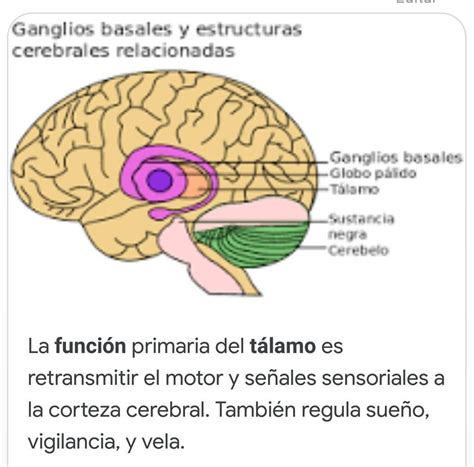 Cu L Es La Funci N Del T Lamo Brainly Lat