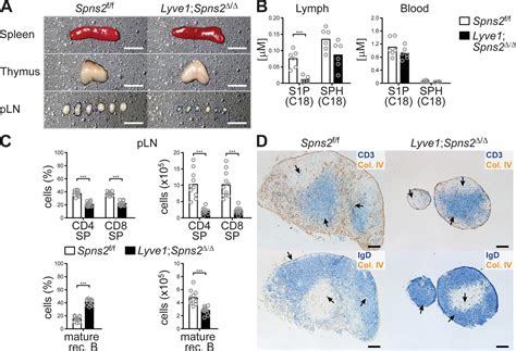 High Endothelial Cell Derived S1P Regulates Dendritic Cell Localization