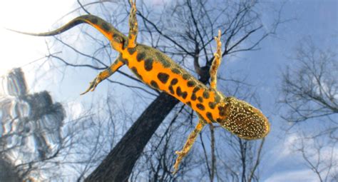 Italia Culla Minacciata Della Biodiversit Una Mostra Fotografica Per