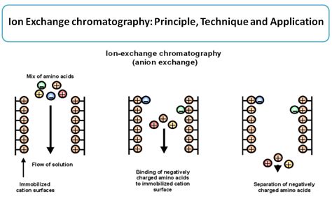 Ion Exchange Chromatography Principle Technique And Application Artofit