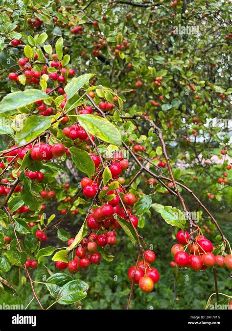 Zierapfel Baum Frucht Hi Res Stock Photography And Images Alamy