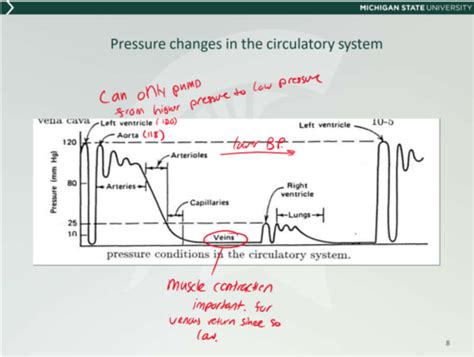 Disorders Of Blood Flow And Blood Pressure Exam Flashcards Quizlet