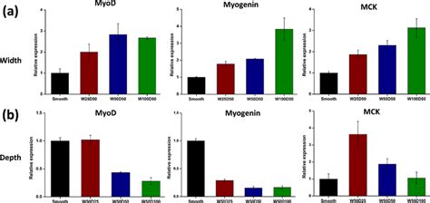 Characterization Of Myogenic Differentiation Of C2C12 Cells Using