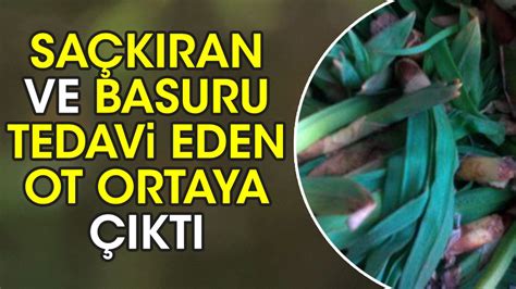 Sa K Ran Ve Basuru Tedavi Eden Ot Ortaya Kt