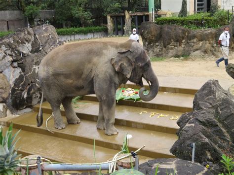 ゾウさんガイド 宮崎市フェニックス自然動物園サイト