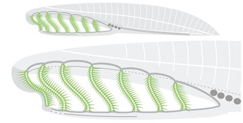 518 Million Year Old Fossil Worm Reveals A Direct
