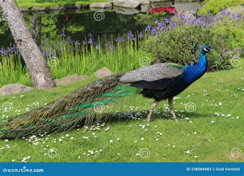 Male Peacock With Its Tail Feathers Down And Closed Stock Image Image Of Peacock Beauty