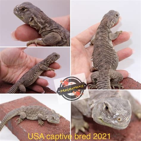 Us Cbb Uromastyx Egyptian Hatchling By Dragontopia
