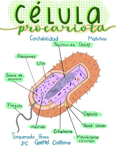 Mucho eternamente estas anatomia de la celula procariota Aburrido Sudor precedente