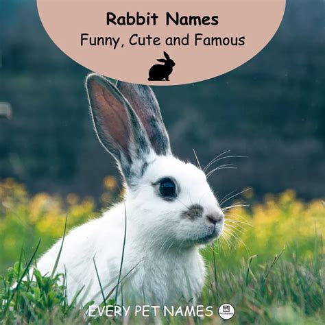 200 Best Rabbit Names Cute Funny And Popular Every Pet Names