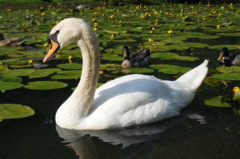 Free Images Nature Wing White Lake Wildlife Portrait Beak