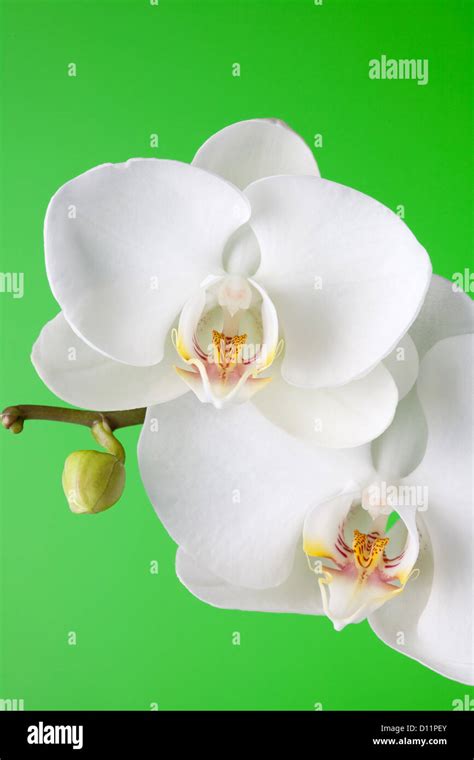 White orchid on gradient green background Stock Photo - Alamy