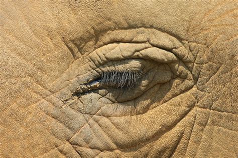 Elephant Close Up Portrait - Free photo on Pixabay