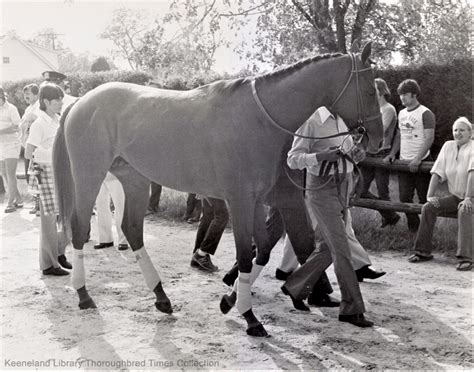 Affirmed | Horse Profile - TwinSpires Horse Racing | Bet Online with ...