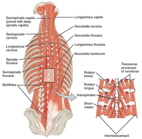 Paraspinal Muscles Physiopedia