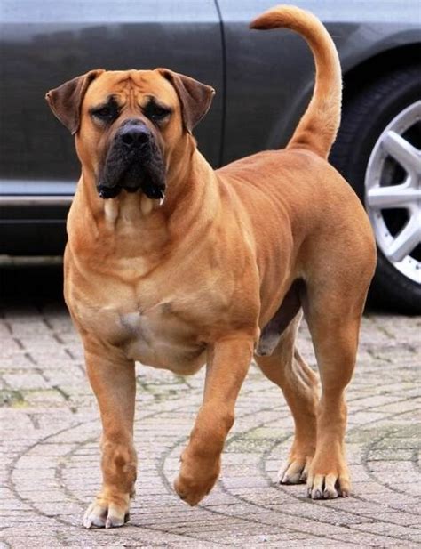 Boerboel un mastín Sudafricano Kennel Club Argentino