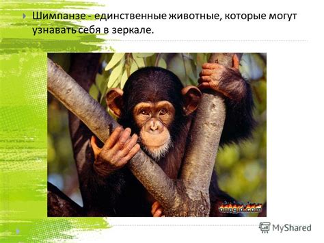 Презентация на тему: "Чтобы сделать килограмм меда, пчелка должна ...