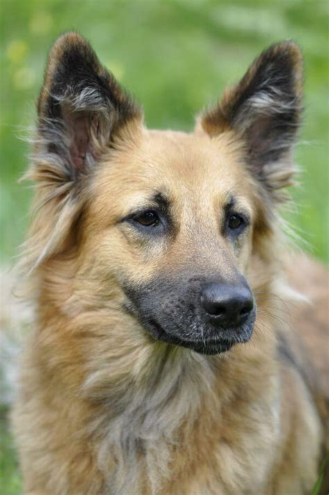 Free Photo Animal