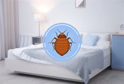 Bed Bugs Dos And Donts Effective Solutions