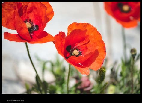 Oriental Poppies The Ultimate Guide To Growing And Using These