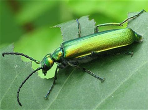 Lytta vesicatoria o Mosca española Todo lo que debes saber