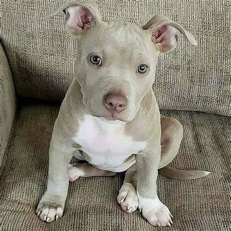 Suggest A Name For This Cutie😍 ️ Cute Pitbull Puppies Cute Baby