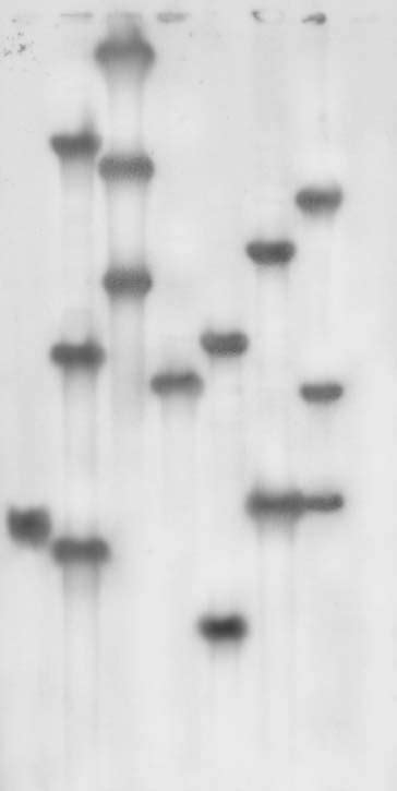 Southern Blot Of Bamhi Digested Genomic Dna Isolated From Transgenic