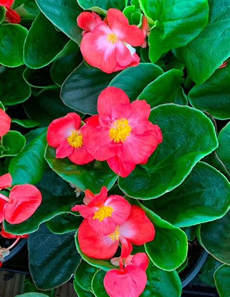 Begonias Tlc Garden Centers