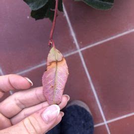 Photinia Red Robin Bobite In Ghiveci Si Pete Albicioase Pe Frunze