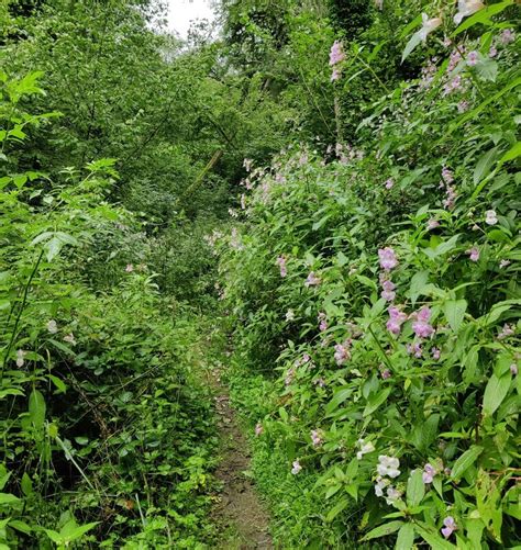 Himalayan Balsam In Easthams Coppice Mat Fascione Cc By Sa