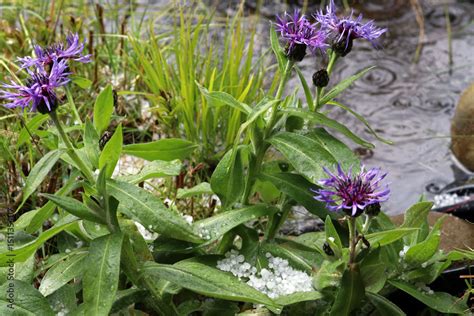 ein heftiges unwetter mit hagel und uberschwemmung stock photo adobe