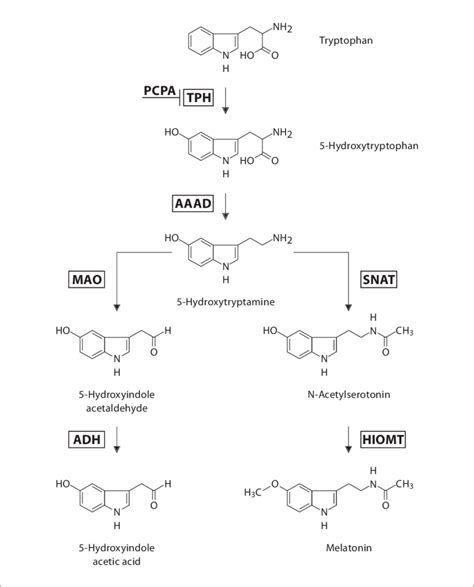 5 HT Metabolism AAAD Aromatic Amino Acid Decarboxylase SNAT Se