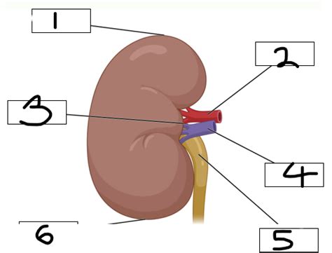 Anatomy Urinary System Flashcards Quizlet