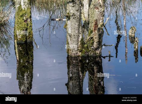 Moorland Rewetting Dead Birch Trees Betula Pendula Emsland Lower