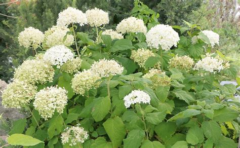 Medicinal Use Of Wild Hydrangea Hydrangea Arborescens Hydrangeaceae