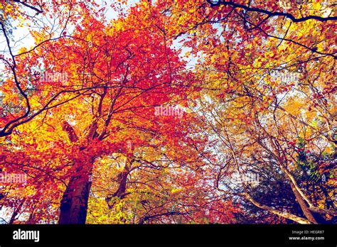 Golden Autumn In The Forest Stock Photo Alamy