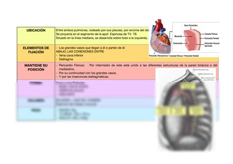 Solution Resumen De Sistema Cardiovascular Anatom A Upao Docx Studypool