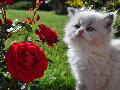 Кот с букетом роз (50 фото) Фотографии кота и роз