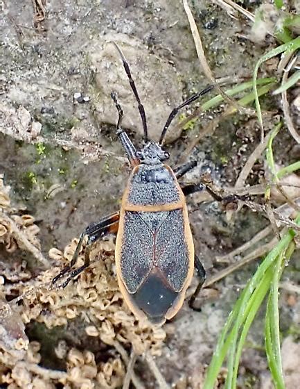 Largus Bug Largus Succinctus BugGuide Net