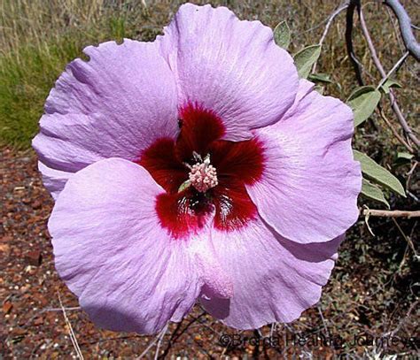 Australian Desert Rose Wittenoom Gorge Australian Wildflowers