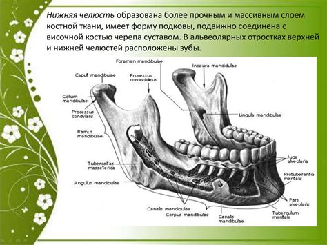Микрогнатия нижней челюсти фото