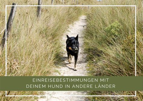 Thealkamalsontheroad Einreisebestimmung F R Deinen Hund